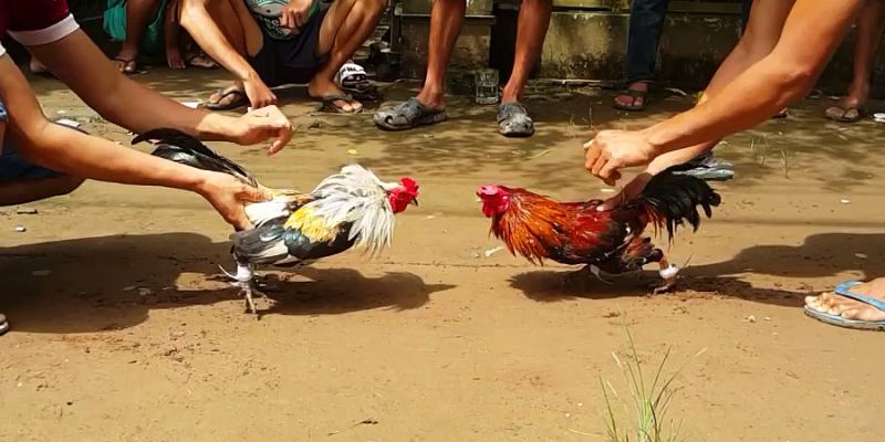 Khám phá sức hấp dẫn khó chối từ của chọi gà cựa sắt