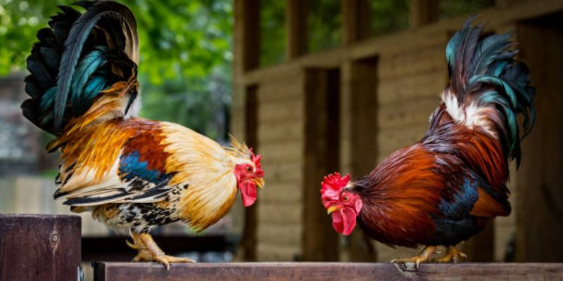 Nắm rõ các đặc điểm kỹ thuật chọi gà cựa sắt tại nhà cái