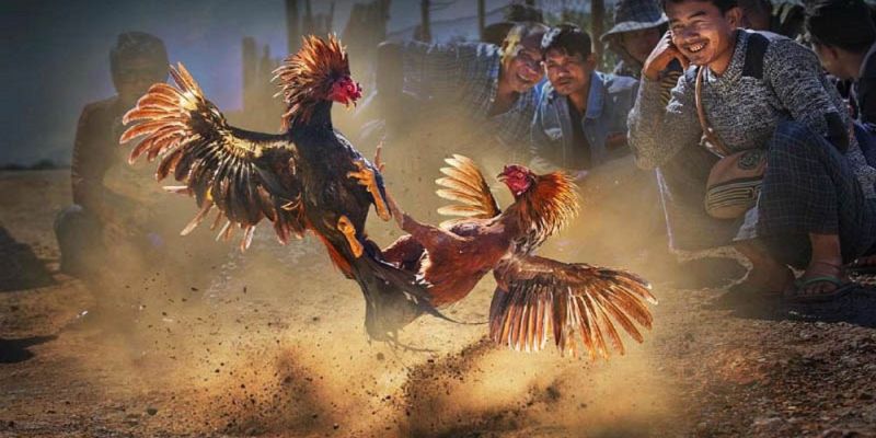 Bật mí top các bí kíp soi kèo đá gà cựa sắt từ chuyên gia