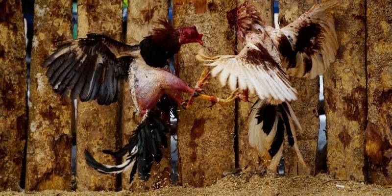 Khái quát về đá gà Philippines cho tân binh